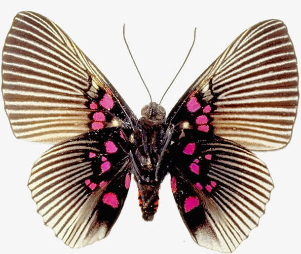 蛾子免抠免抠素材免费下载_觅元素51yuansu.com