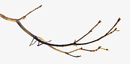 枯树枝树干
