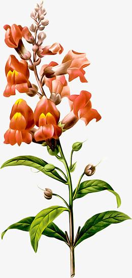 红色喇叭花花骨朵花枝