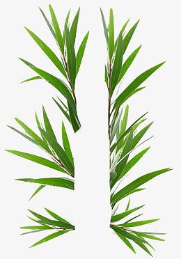 互生白叶千层叶澳洲茶树