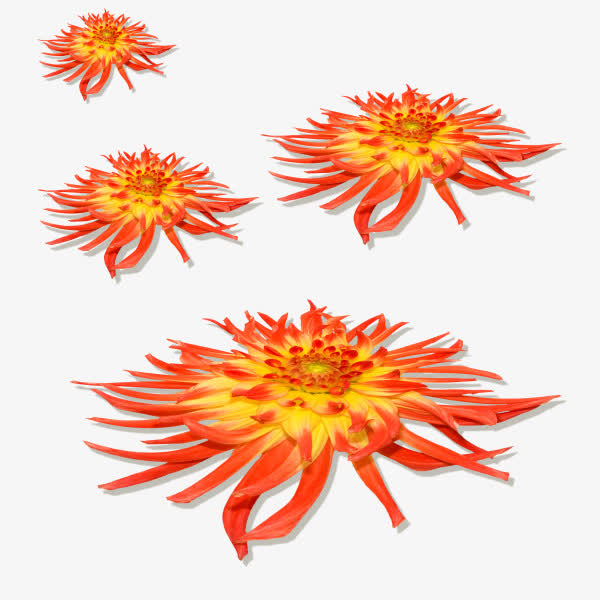 黄色菊花四朵菊花