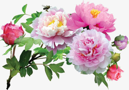 粉红牡丹花花苞装饰免抠素材免费下载_觅元素51yuansu.com