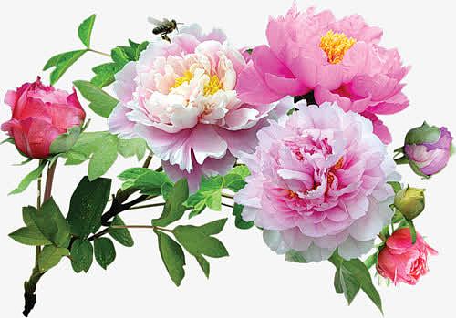 粉红牡丹花花苞装饰