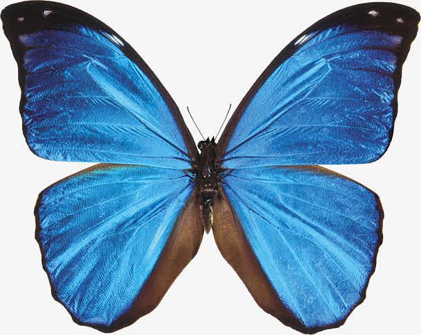 荧光蓝蝴蝶