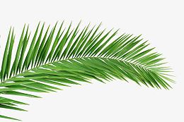 棕榈叶植物树叶