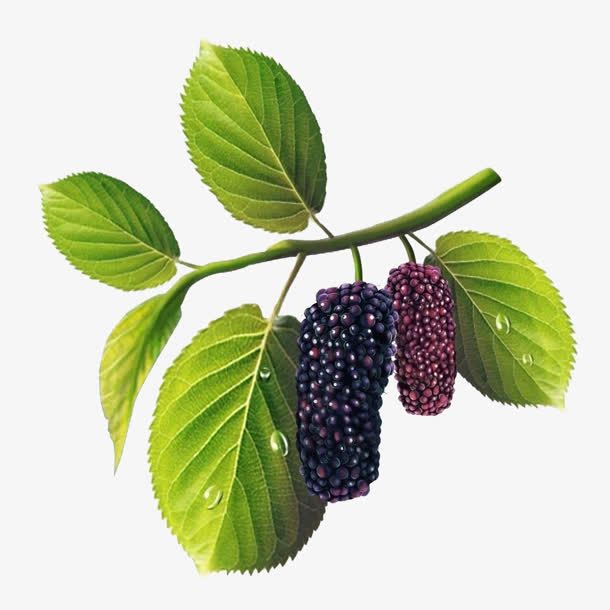 桑葚装饰免抠素材免费下载_觅元素51yuansu.com