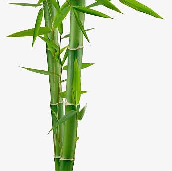 绿色竹子竹节