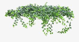 吊兰绿色花朵爬山虎