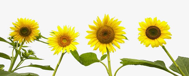 四朵向日葵黄色向日葵
