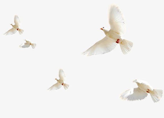 鸽子白色鸽子和平鸽装饰
