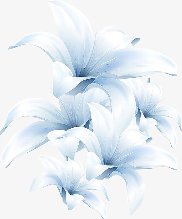 白色花朵花瓣水仙花