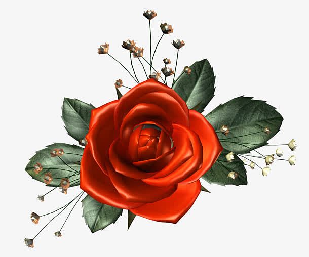 玫瑰花红色玫瑰花情人节装饰