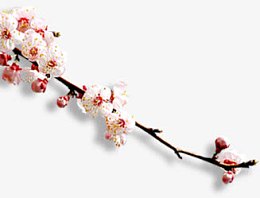 白色花朵花枝桃花枝