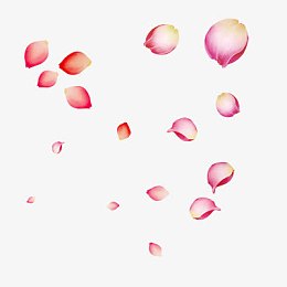 花瓣牡丹花瓣漂浮花瓣