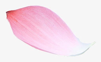 单朵粉红色花瓣装饰