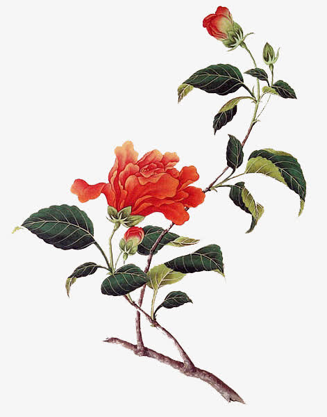 古风手绘红色花朵黑色叶子素材免费下载_觅元素