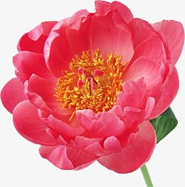 红色花朵大红牡丹花