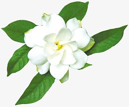 茉莉花朵白色茉莉