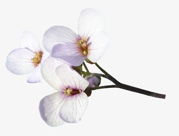 白色樱花花朵装饰图片