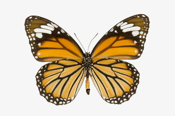 蝴蝶橙色蝴蝶