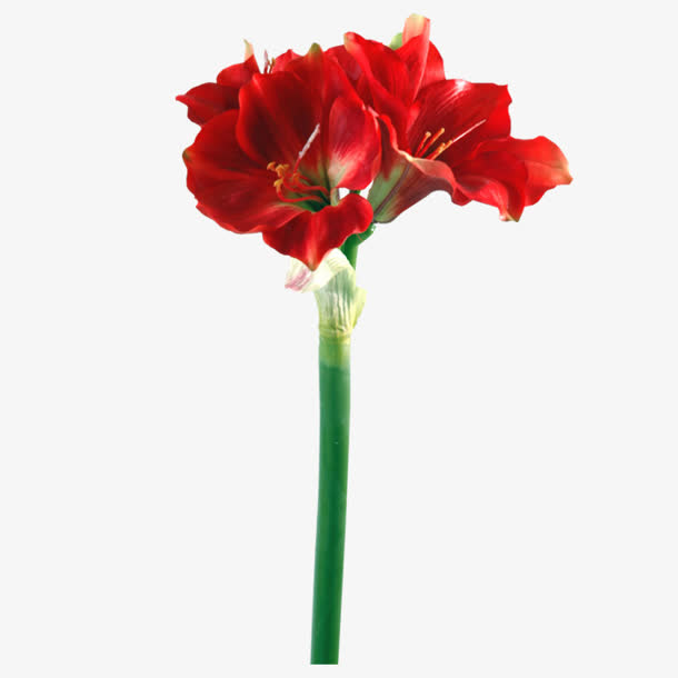 一枝花红色花朵花枝