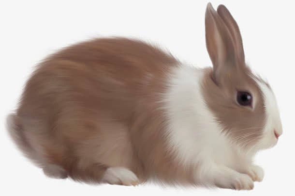 兔子可爱兔子