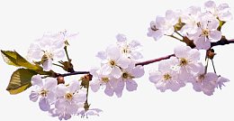 白色花朵花枝桃花花枝