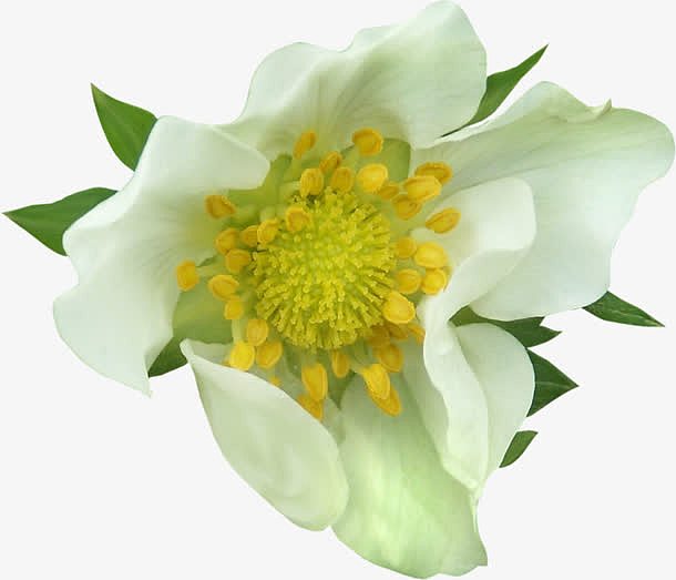 白色大花朵黄色花蕊