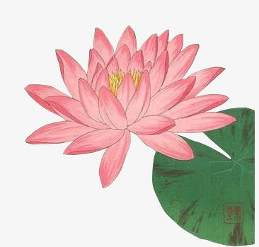 彩绘粉红荷花荷叶