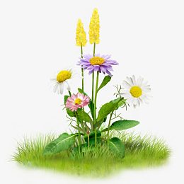 手绘蓝花白花绿草