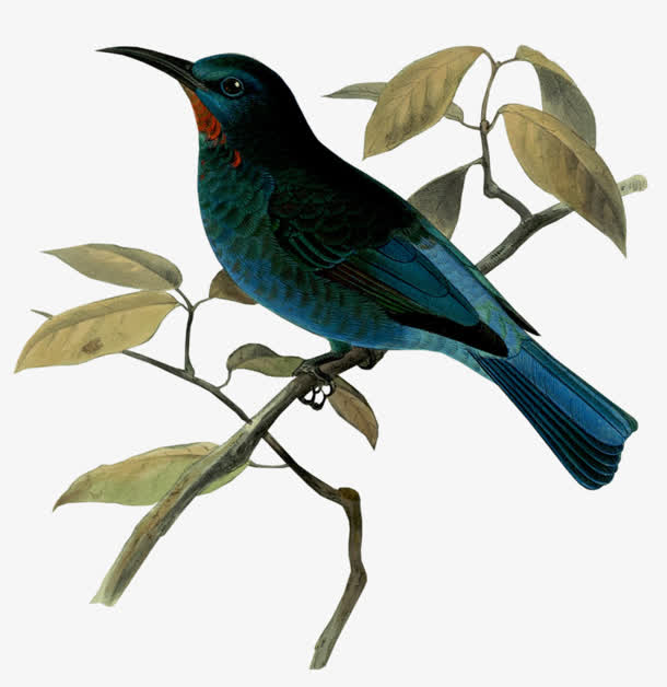 水彩小鸟绿色树叶