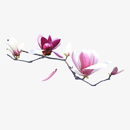 白色花枝桃花