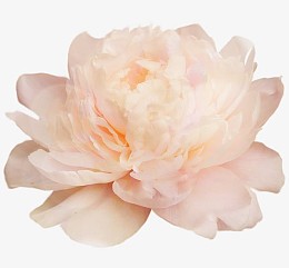 芍药白色芍药花朵