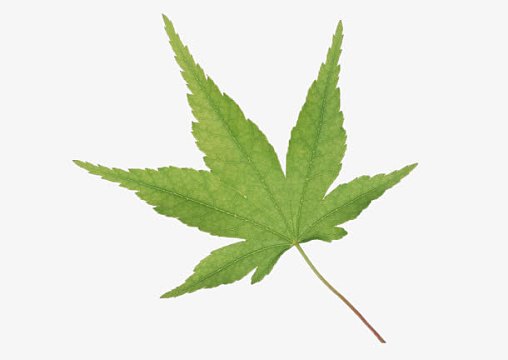 枫树叶绿色枫树叶古风立绘png散落的红黄绿色扁平化唯美枫树叶png枫叶