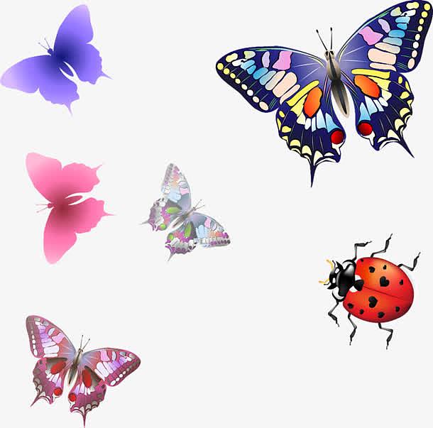 蝴蝶甲虫图片