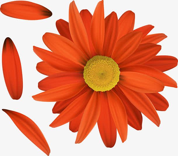 橙色菊花海报背景