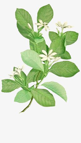 可爱绿叶小白花手绘