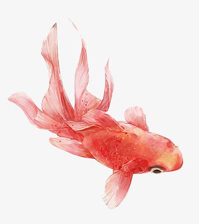 红色金鱼手绘海报背景
