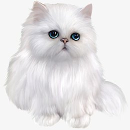 白色可爱波斯猫海报背景