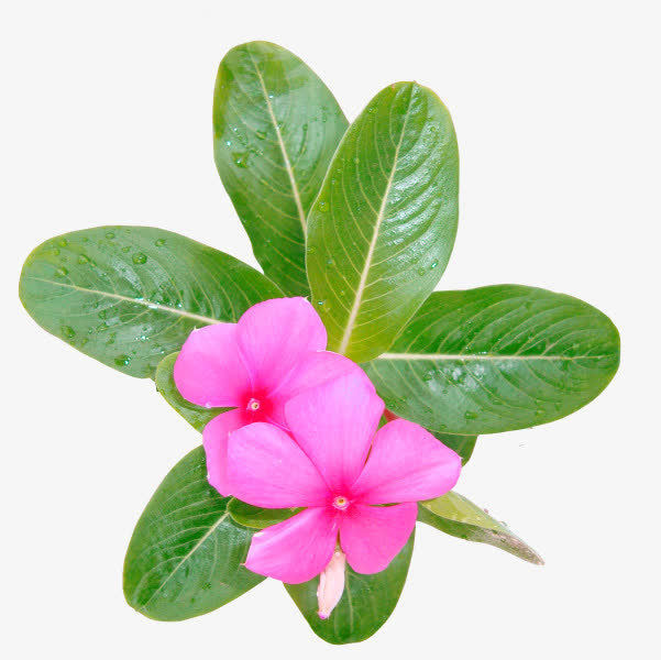 粉色小花绿叶图片