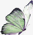 绿色飞翔蝴蝶装饰图片