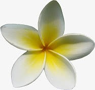 白色花朵鸡蛋花