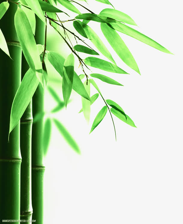 竹子绿色竹叶端午节