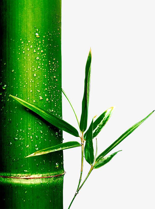 绿色竹筒竹子端午节