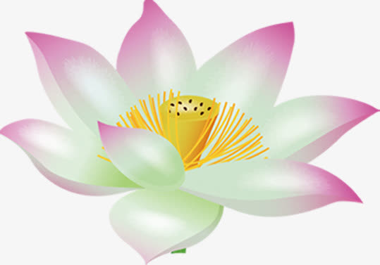 荷花花瓣图片素材