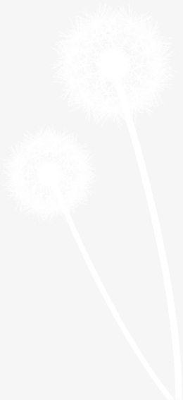 白色蒲公英素材