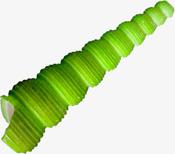 绿色长条海螺