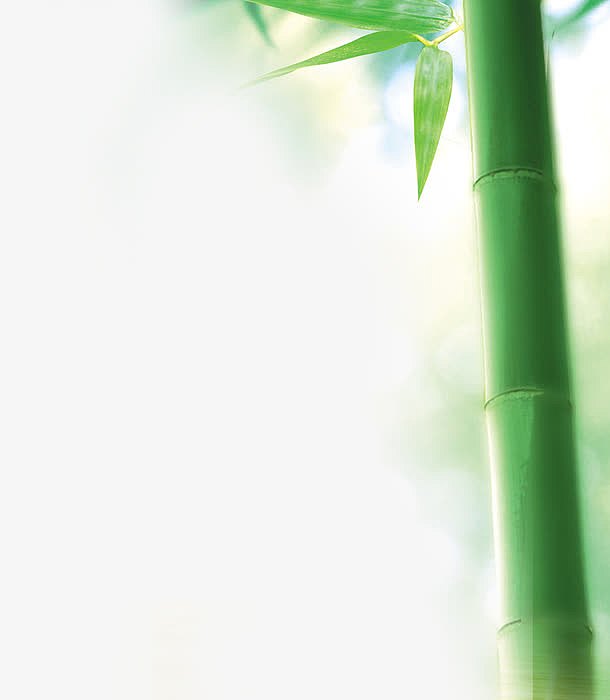 阳光下的竹子