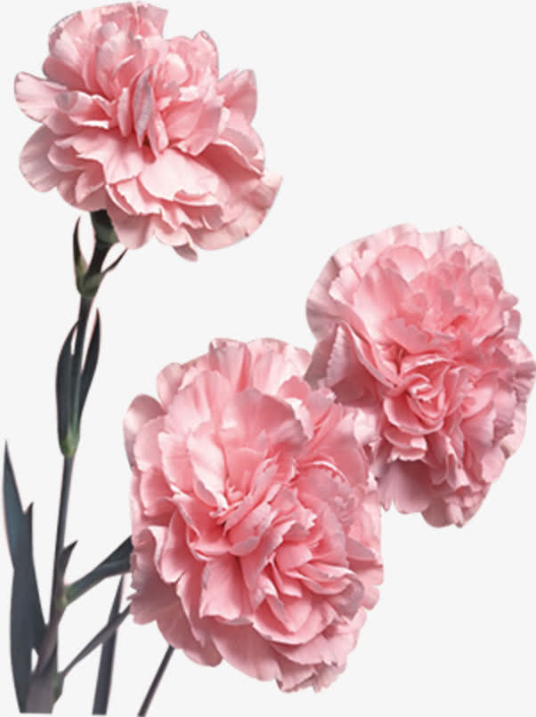 浅粉盛开康乃馨七夕免抠素材免费下载_觅元素51yuansu.com