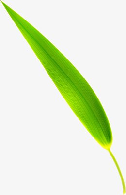 青翠竹叶细长端午